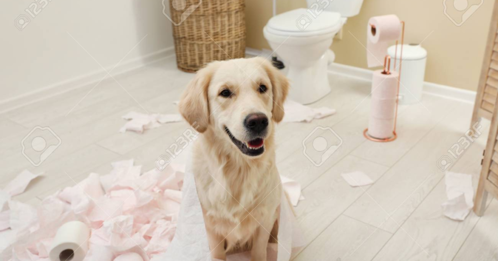 Why Does My Canine Follow Me In The Washroom