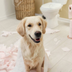 Why Does My Canine Follow Me In The Washroom